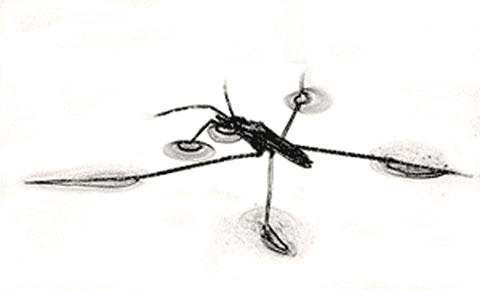 Water Strider